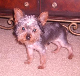 After his first haircut....NOT happy!!!!